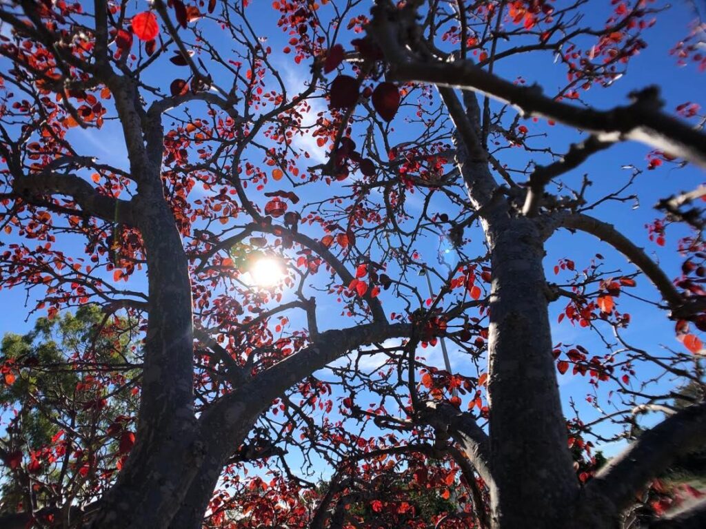 This is the Alt Text for the picture of the trees with the red leaves.
